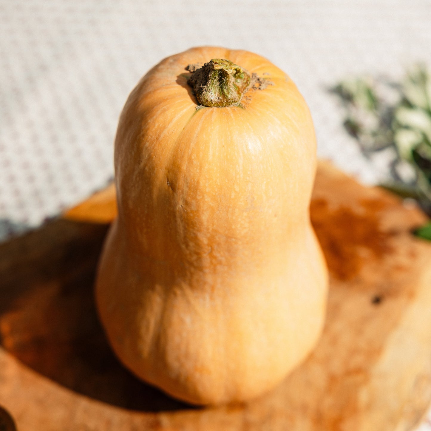 Butternut HVE