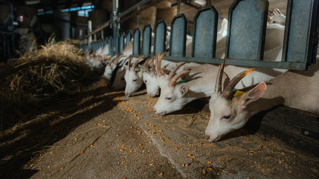 La Ferme du Sabot