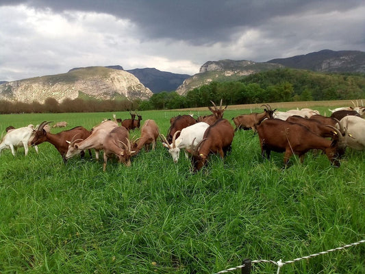La Ferme du Sabot
