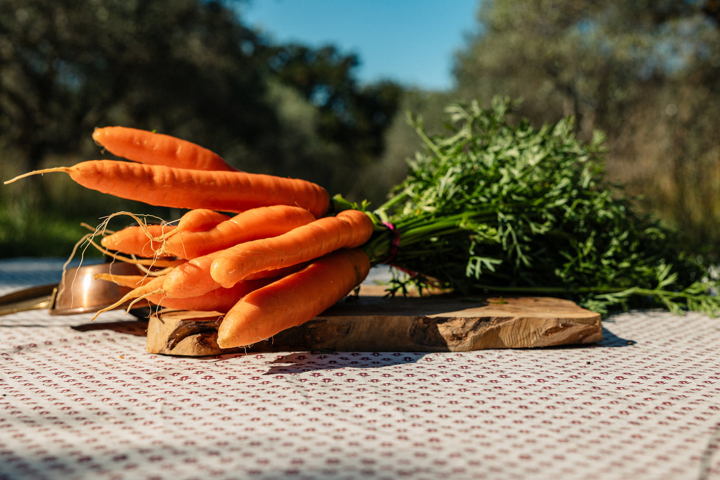 Botte de carottes fane HVE