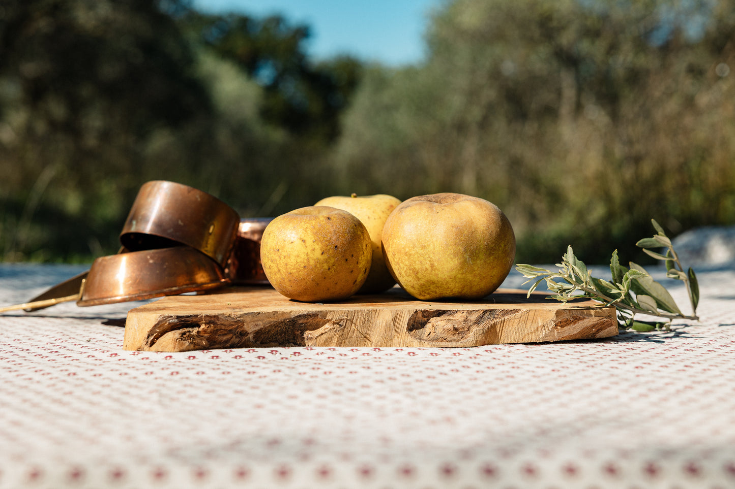 Pomme Reinette grise HVE