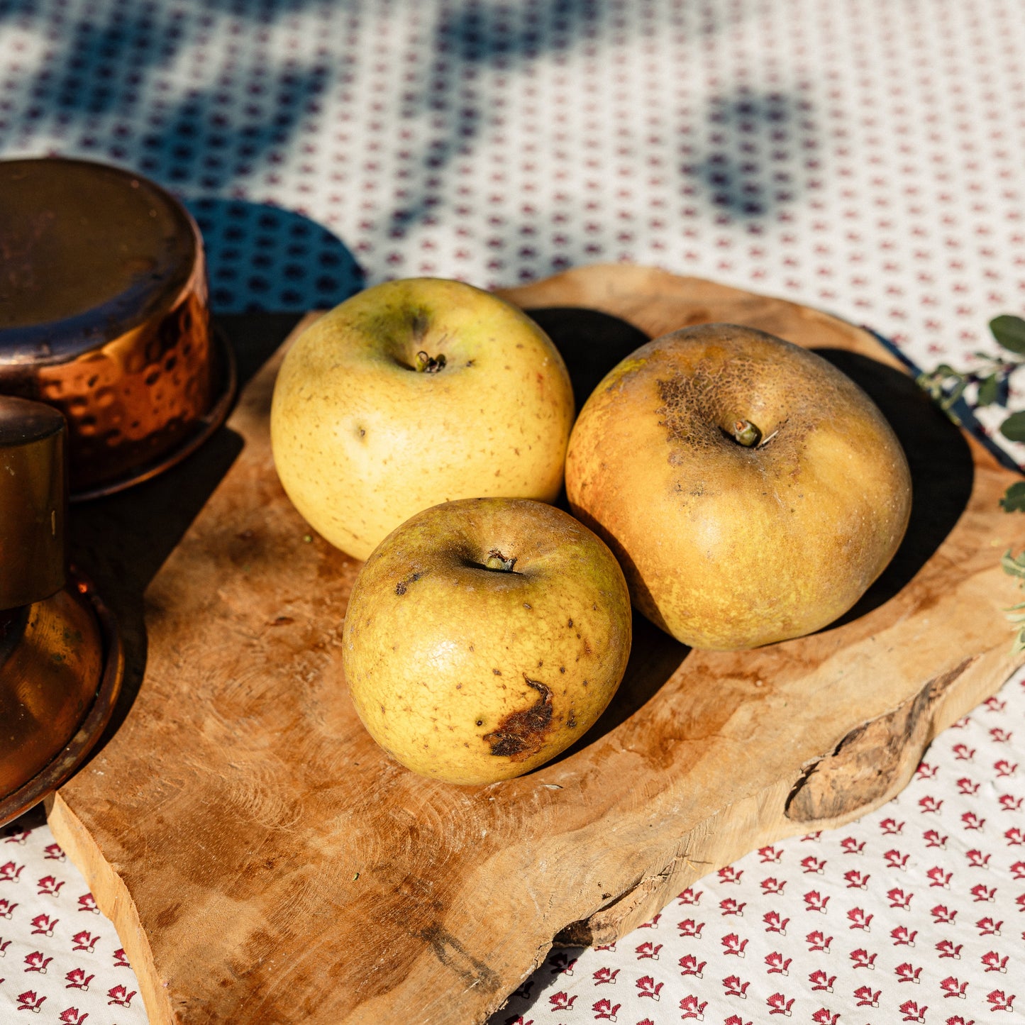 Pomme Reinette grise HVE