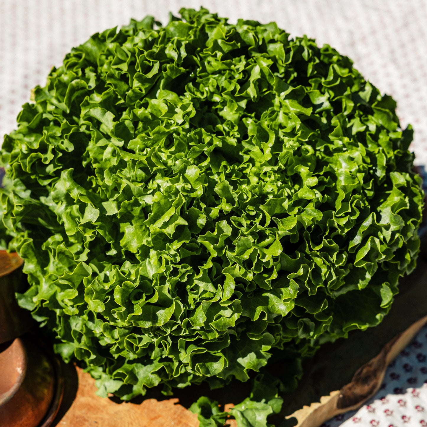 Salade batavia HVE